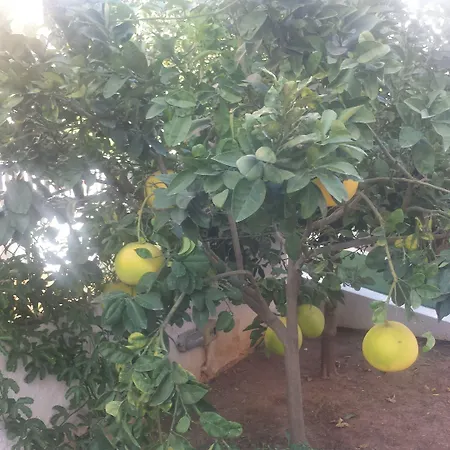 מלון Pinus 3*