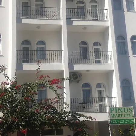 Pinus